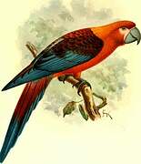 Cuban Macaw