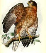 Brown Goshawk