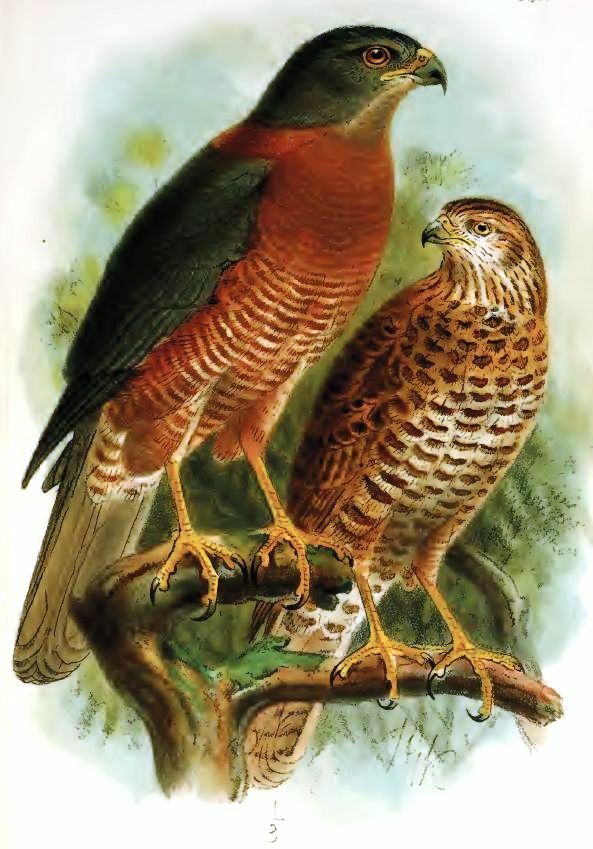 Brown Goshawk