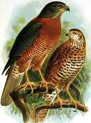 Brown Goshawk