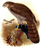 Henst's Goshawk