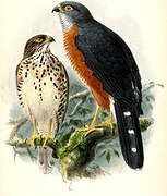 Red-chested Goshawk