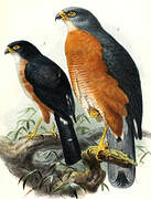 Red-chested Goshawk