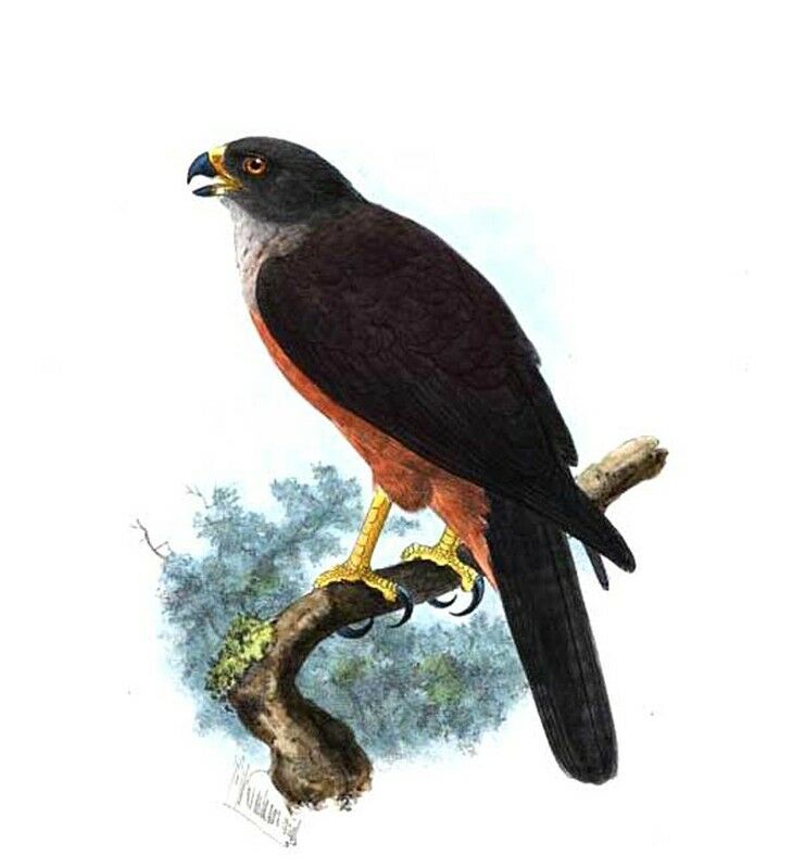 Variable Goshawk