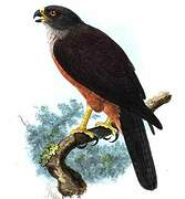 Variable Goshawk