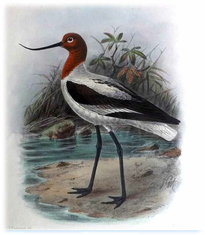 Avocette d'Australie