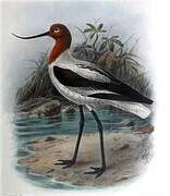 Avocette d'Australie