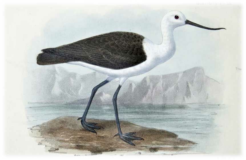 Avocette des Andes