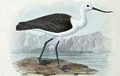 Avocette des Andes