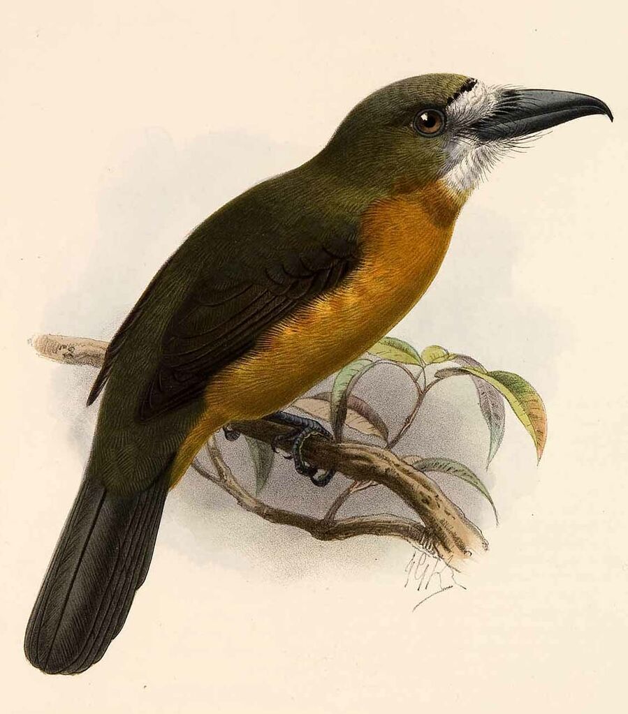 White-faced Nunbird