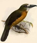 White-faced Nunbird