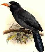 White-fronted Nunbird