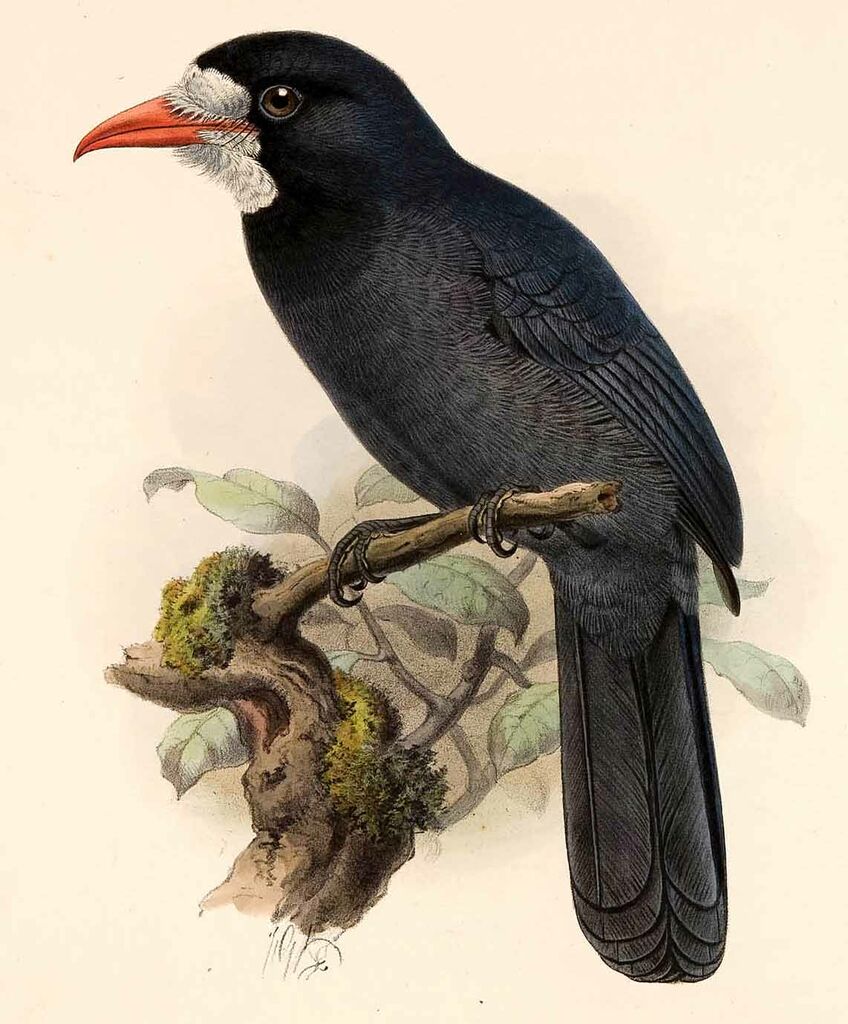 White-fronted Nunbird