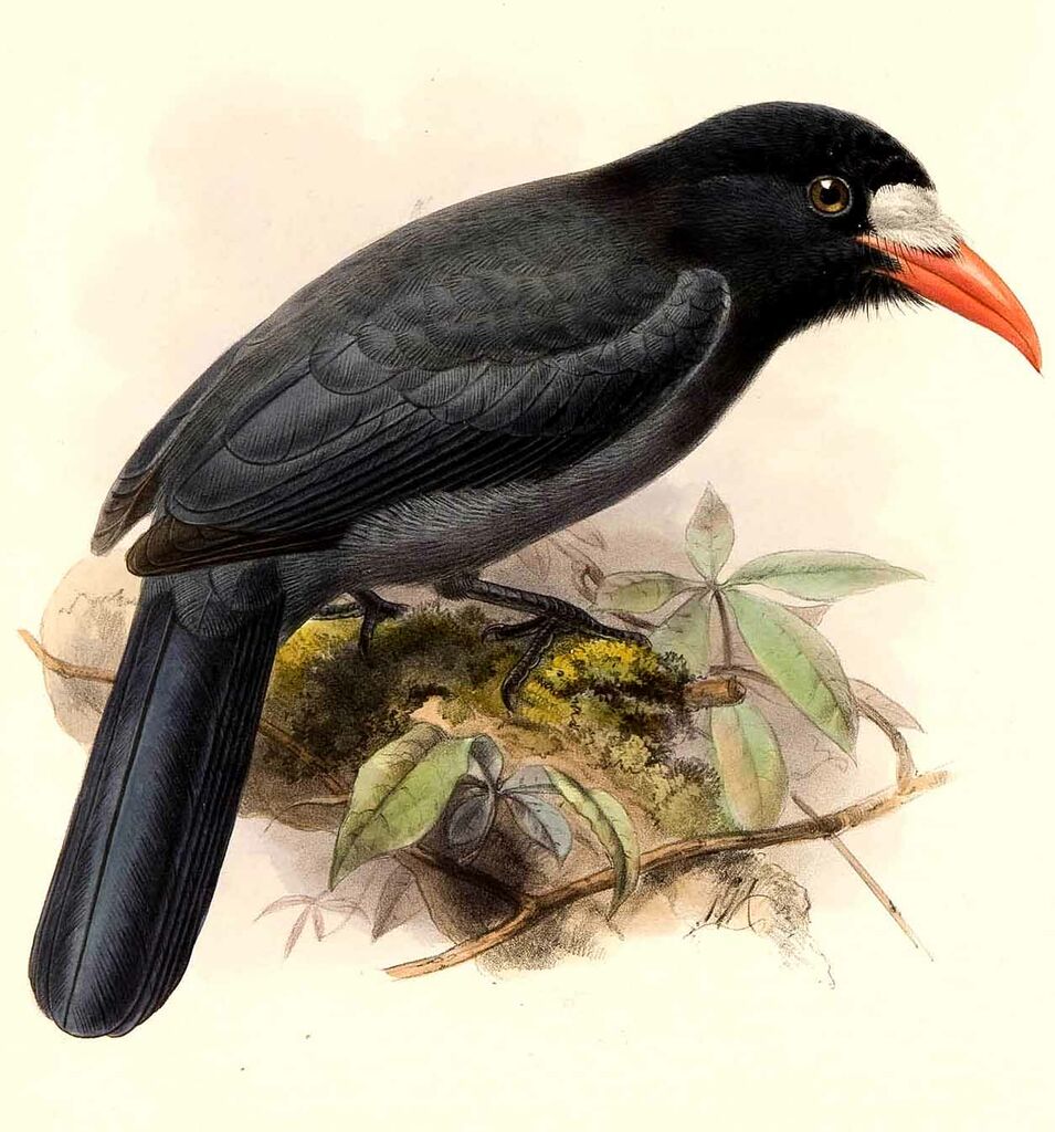 White-fronted Nunbird