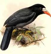White-fronted Nunbird
