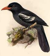 Black Nunbird