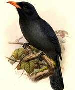 Black-fronted Nunbird