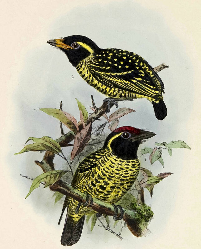 Yellow-spotted Barbet