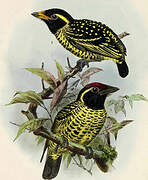 Yellow-spotted Barbet