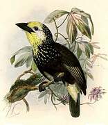 Anchieta's Barbet