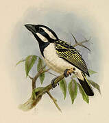 Black-throated Barbet