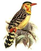 Red-and-yellow Barbet