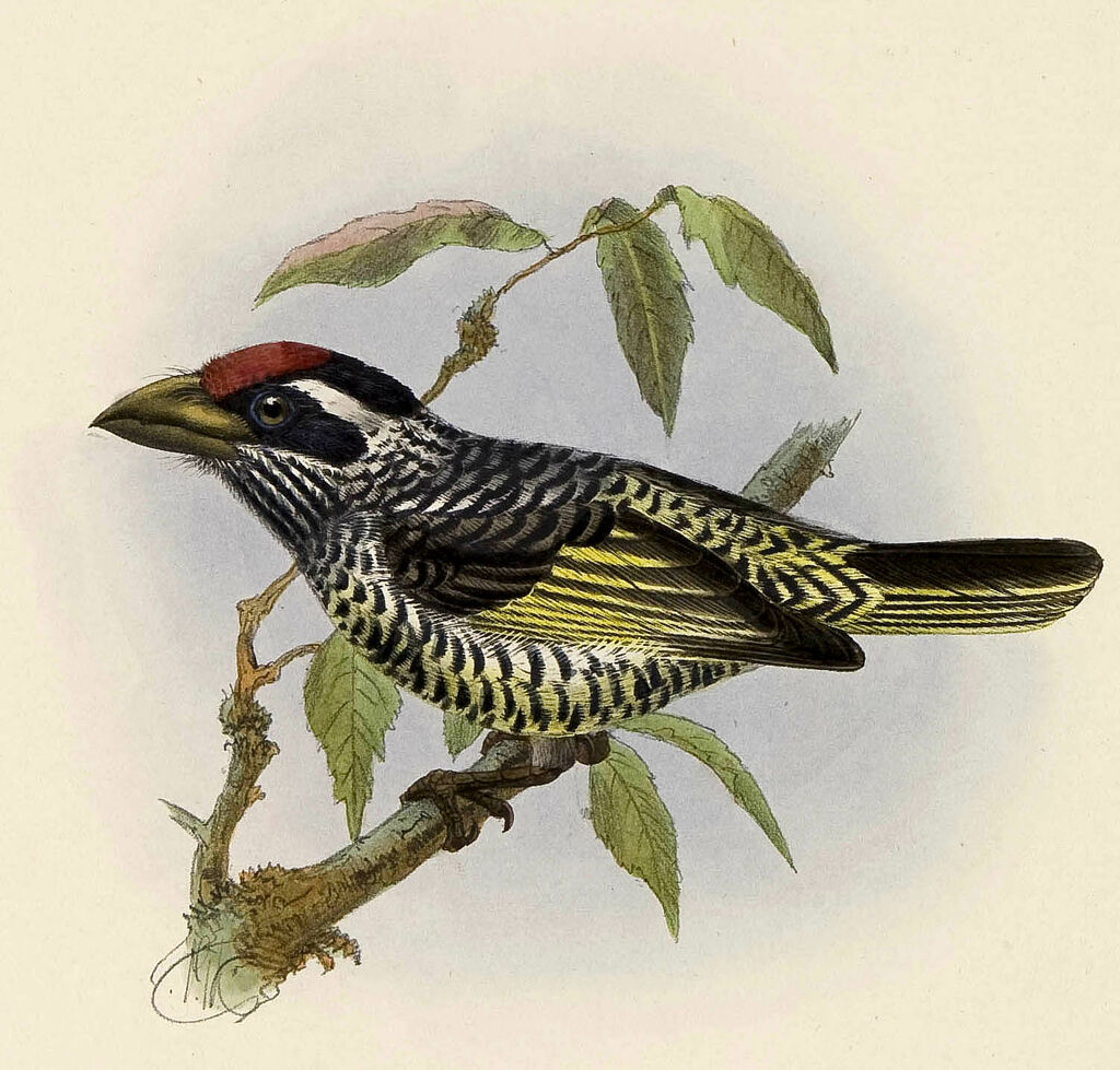 Banded Barbet