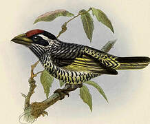 Banded Barbet