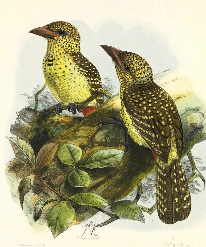 D'Arnaud's Barbet