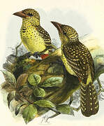 D'Arnaud's Barbet