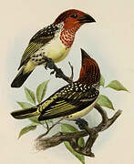 Vieillot's Barbet