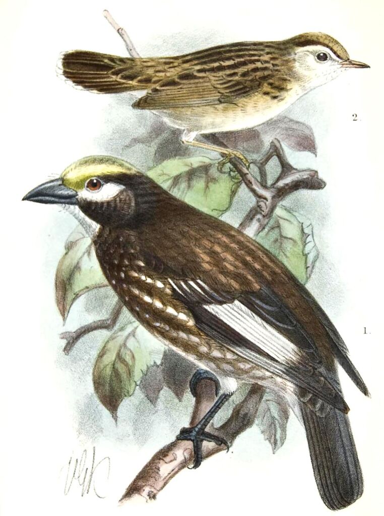 Whyte's Barbet