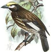 Whyte's Barbet