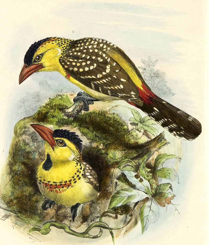 Yellow-breasted Barbet