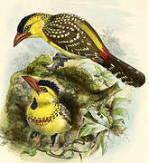 Yellow-breasted Barbet