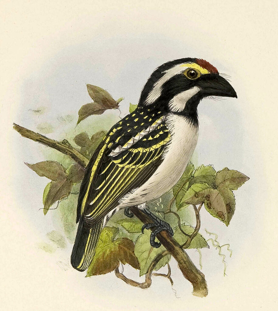 Acacia Pied Barbet