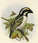 Acacia Pied Barbet