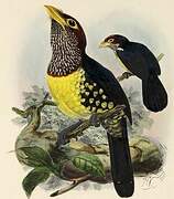 Eastern Yellow-billed Barbet