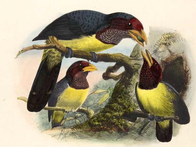 Yellow-billed Barbet