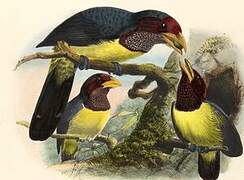 Eastern Yellow-billed Barbet