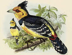 Crested Barbet