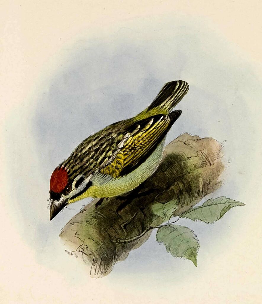 Red-fronted Tinkerbird