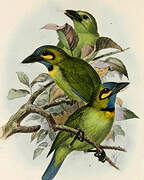 Yellow-eared Barbet