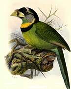 Fire-tufted Barbet