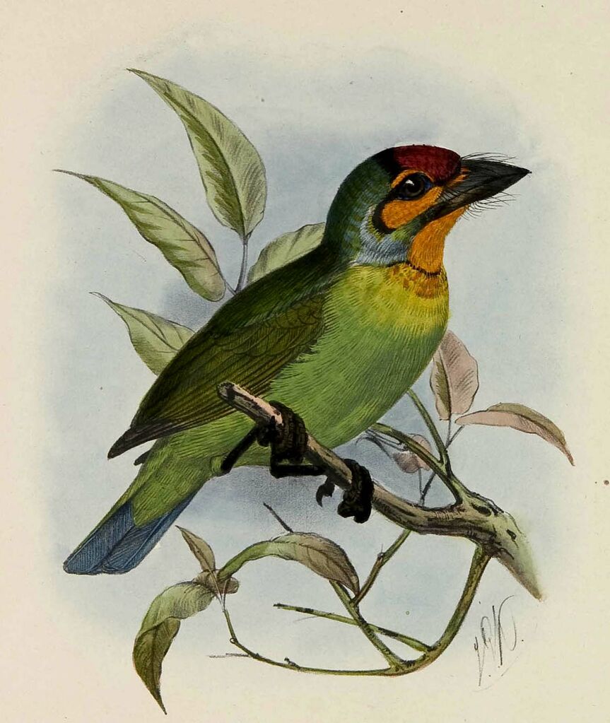 Crimson-fronted Barbet