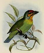 Crimson-fronted Barbet