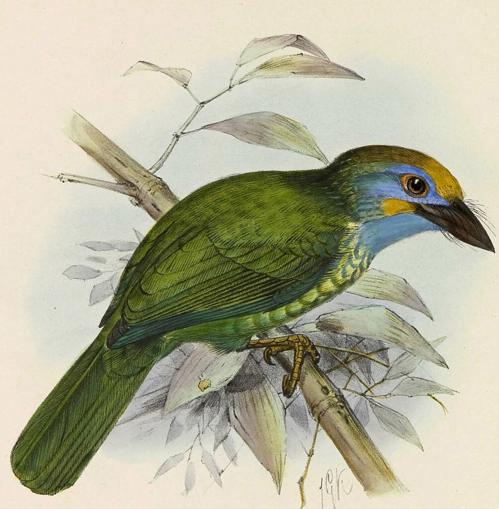 Yellow-fronted Barbet