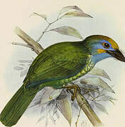 Yellow-fronted Barbet