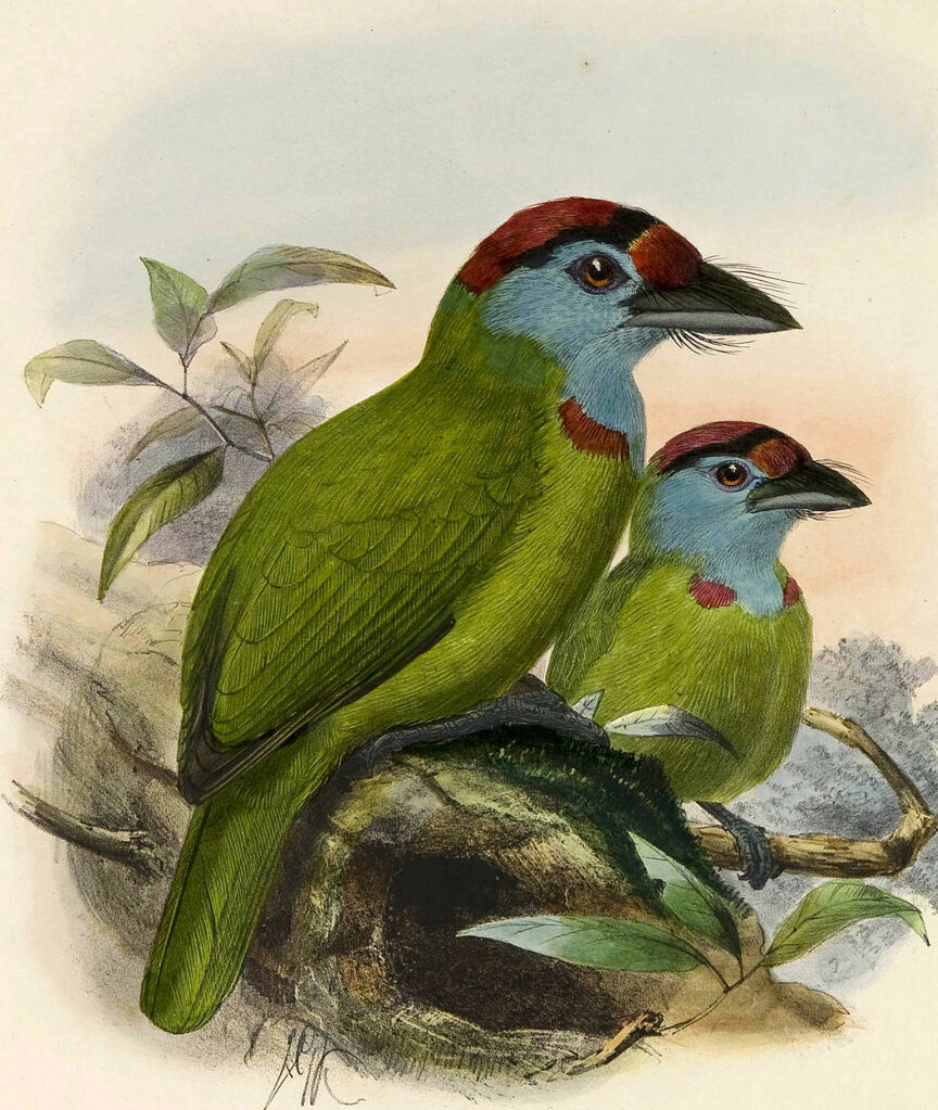 Blue-throated Barbet