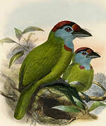 Blue-throated Barbet